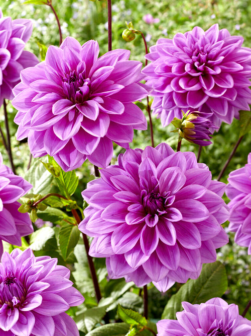 Dahlia Lilac Time - Dahlias bestellen