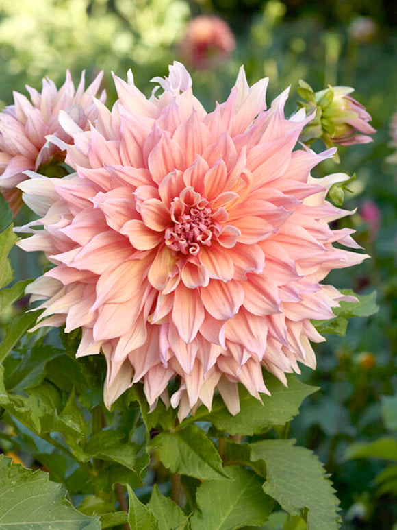 Dahlia Mango Madness Dahliaknollen bestellen