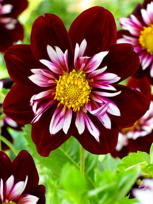 Dahlia Night Butterfly bestellen