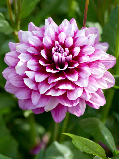 Dahlia Patches dahliaknollen