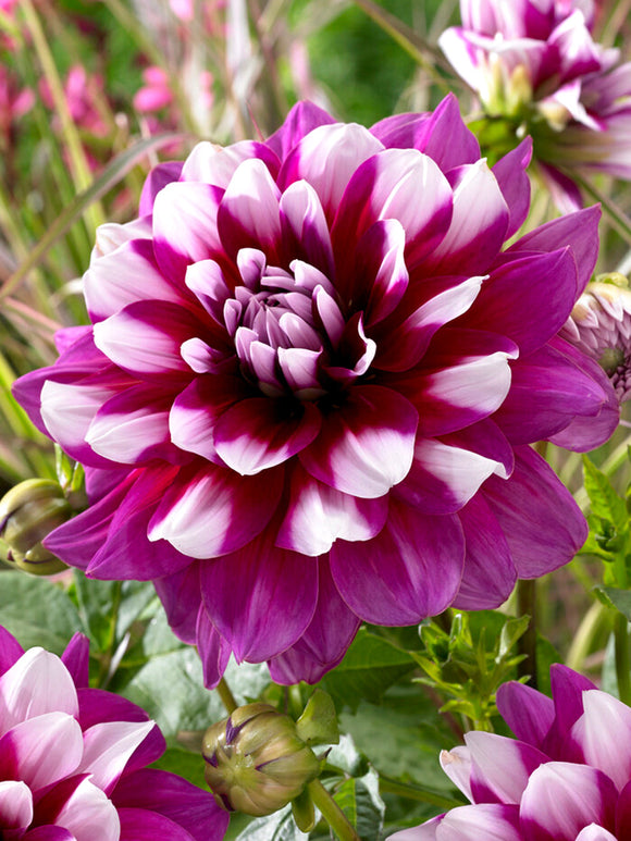 Dahlia Patches dahliaknollen bestellen