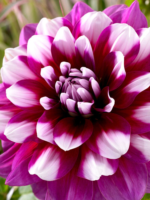 Dahlia Patches dahliaknollen kopen