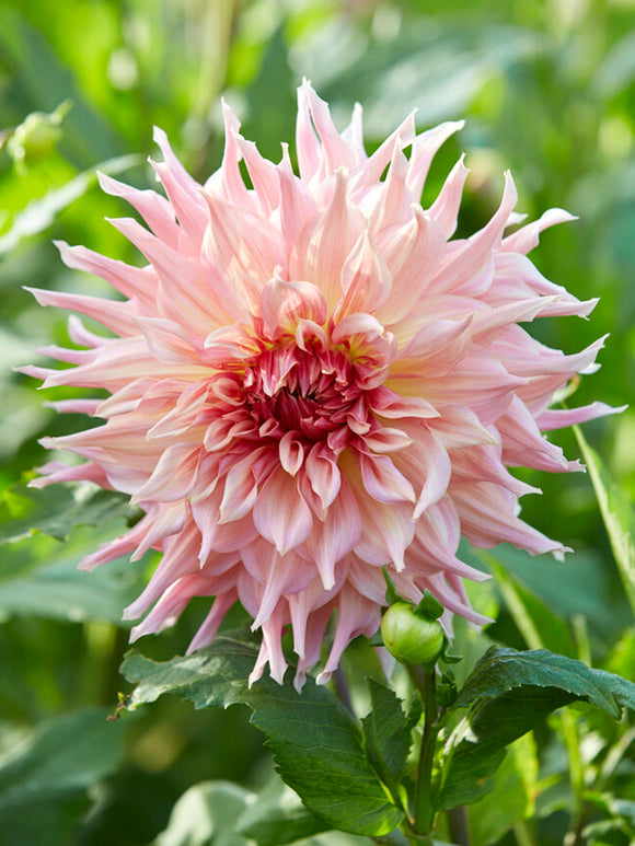 Dahlia Penhill Watermelon Dahliaknollen