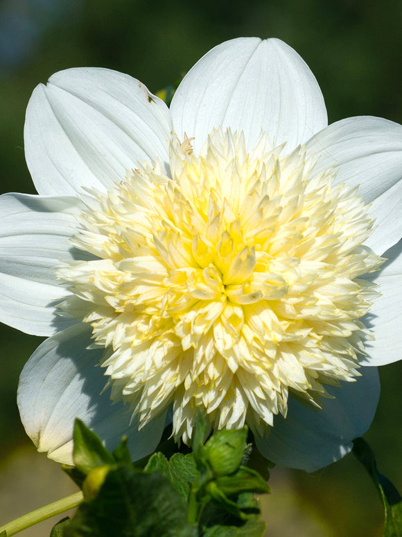 Dahlia Platinum Blonde - Dahliaknollen kopen