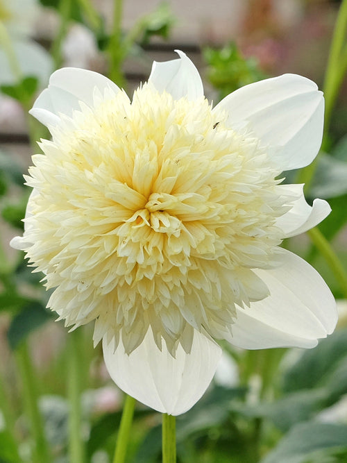 Dahlia Platinum Blonde knollen/bollen kopen