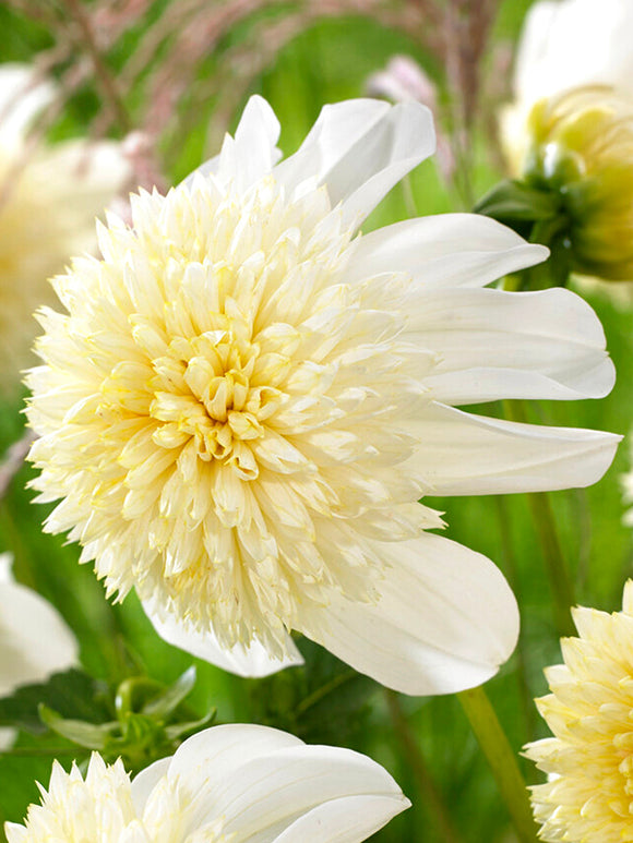 Dahlia Platinum Blonde dahliaknollen