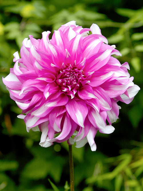 Dahlia Radegast bestellen