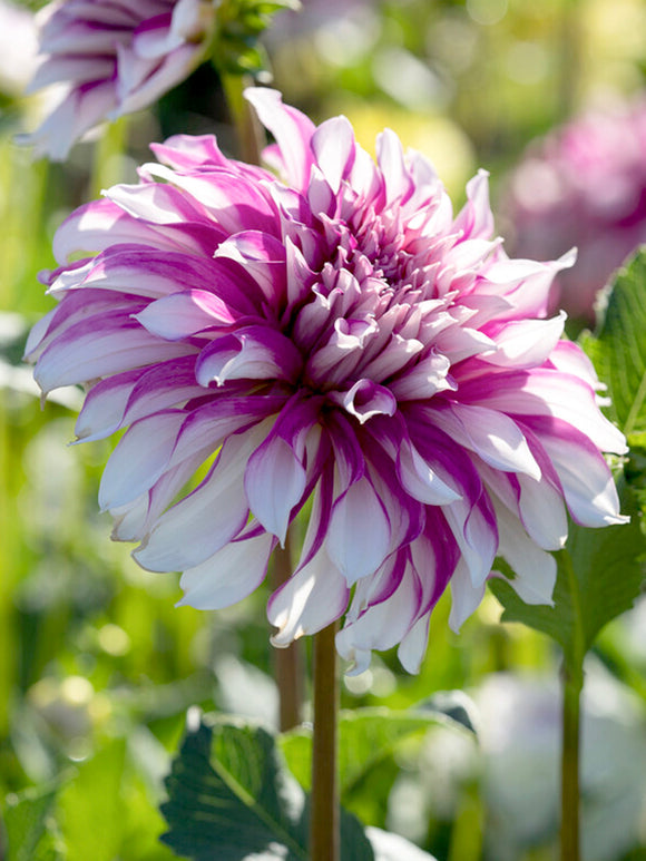 Dahlia Radegast roze en wit