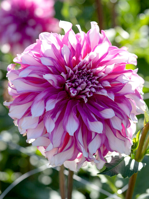 Dahlia Radegast dahliaknollen bestellen