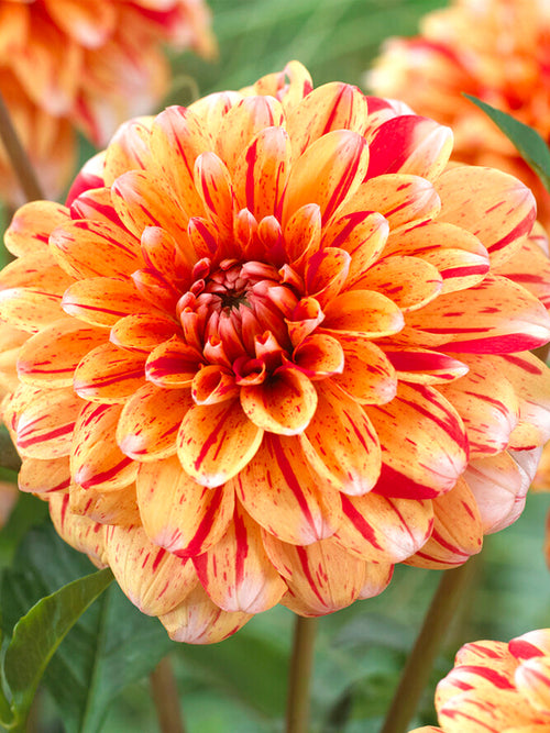 Dahlia Striped Nagano bestellen