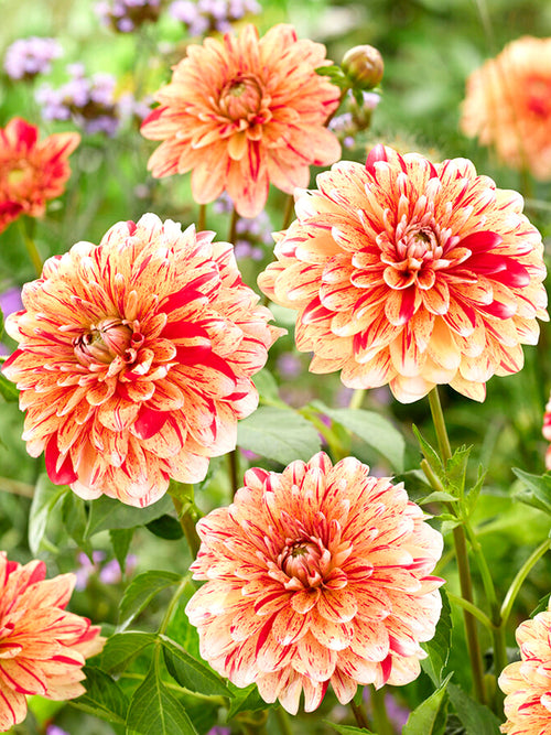 Dahlia Striped Nagano dahliaknollen