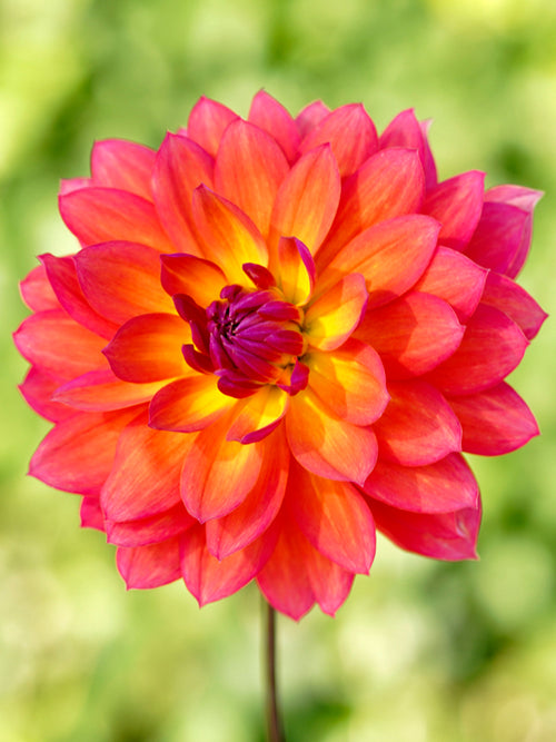 Dahlia Tricolore