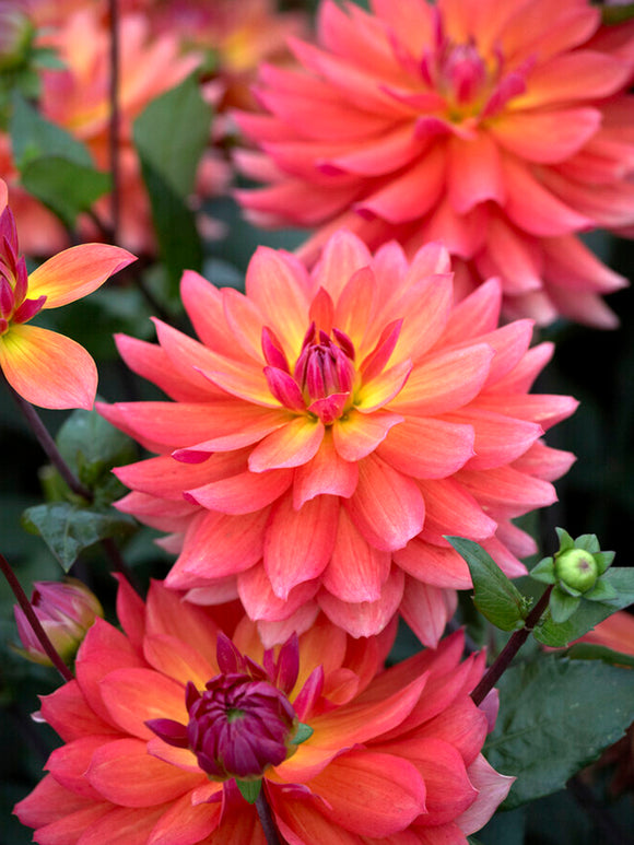 Dahlia Tricolore Knollen kopen