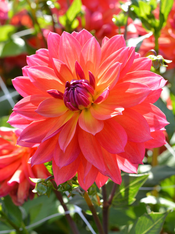 Bestel Dahlia Tricolore