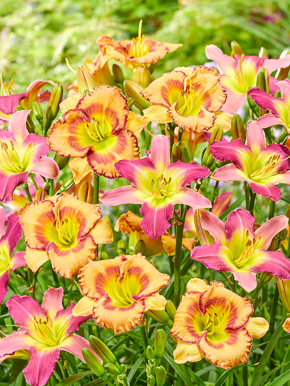 Daglelie Fruity Kiss (Hemerocallis)