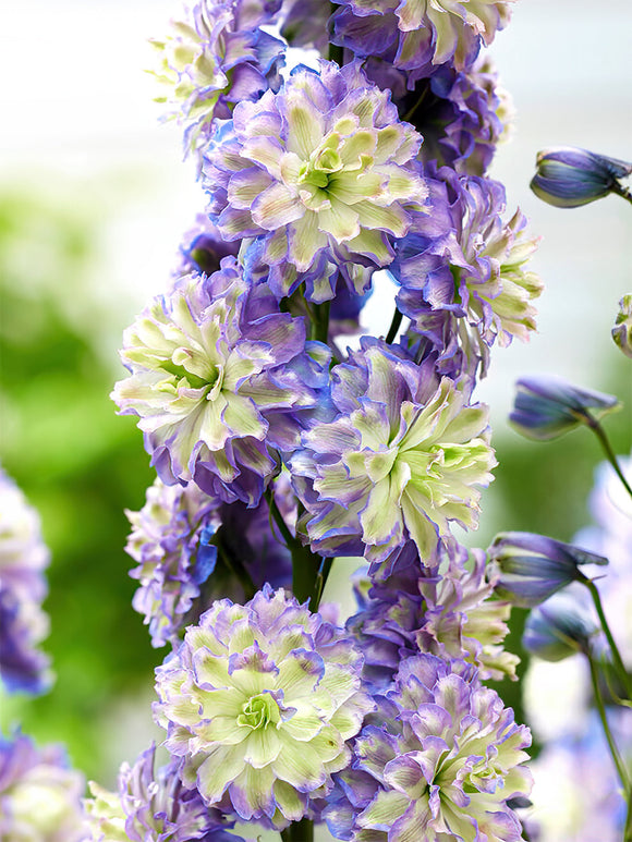 Kopen Delphinium (Ridderspoor) Highlander Bolero