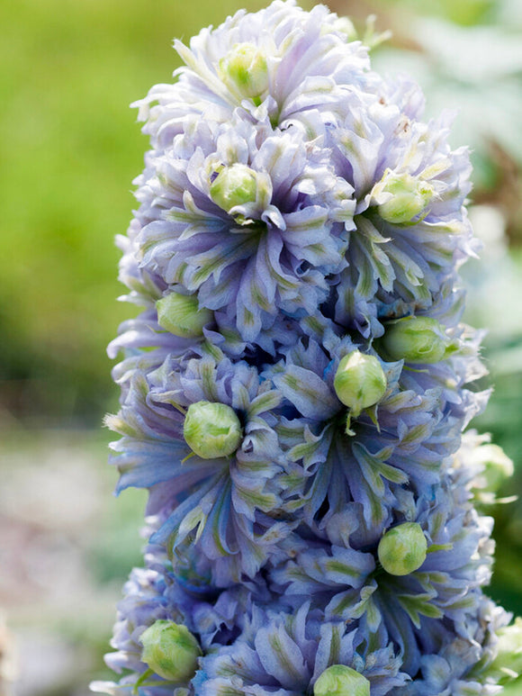 Delphinium Highlander Crystal Delight Ridderspoor vaste planten