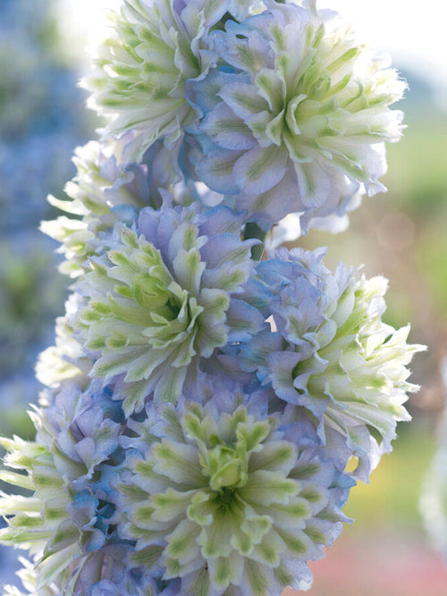 Delphinium Highlander Crystal Delight Ridderspoor planten kopen