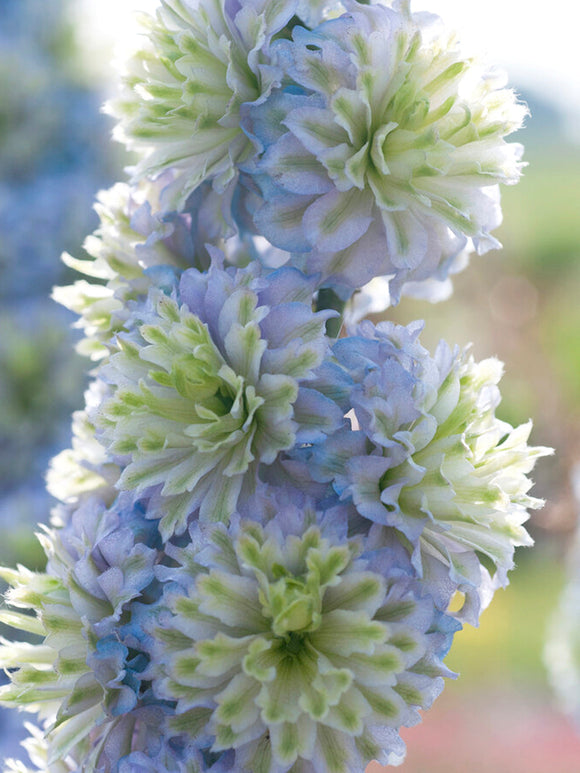 Delphinium Highlander Crystal Delight Ridderspoor planten kopen