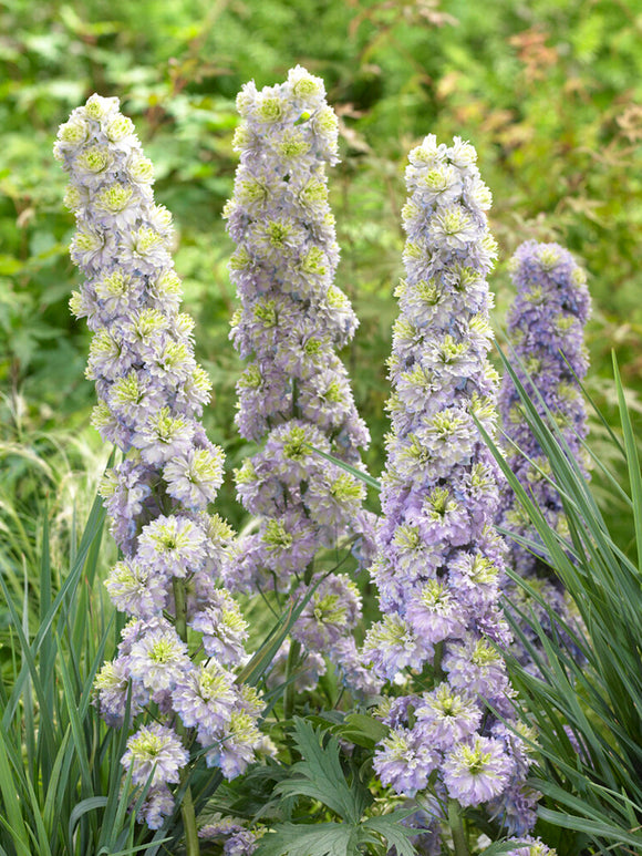 Delphinium Highlander Crystal Delight Ridderspoor