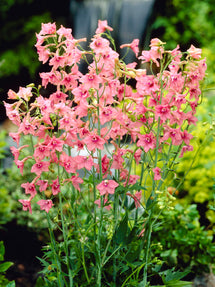 Delphinium (Ridderspoor) Pink Sensation