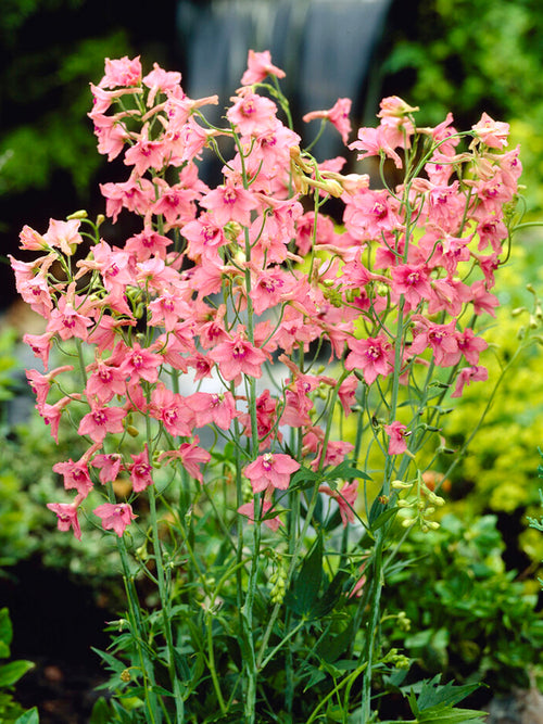 Delphinium Pink Sensation Ridderspoor