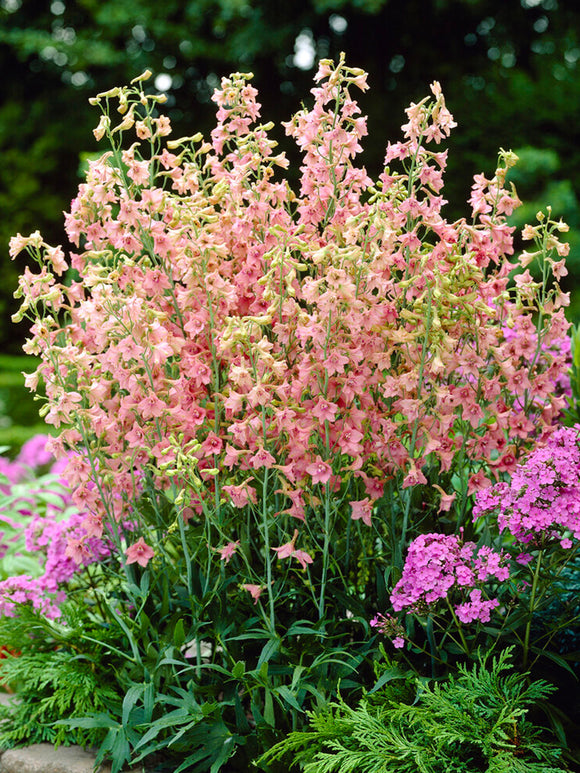 Delphinium Pink Sensation Ridderspoor Planten