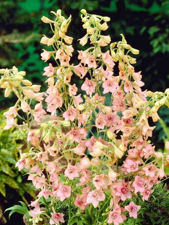 Delphinium Pink Sensation - Roze Ridderspoor