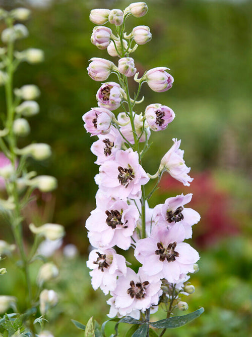 Delphinium Sky Sensation Ridderspoor planten bestellen