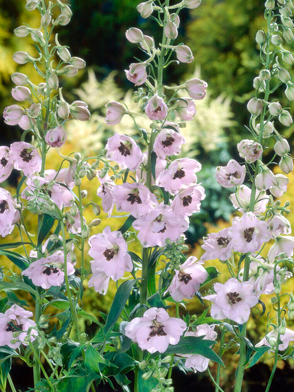 Delphinium Sky Sensation Ridderspoor vaste planten