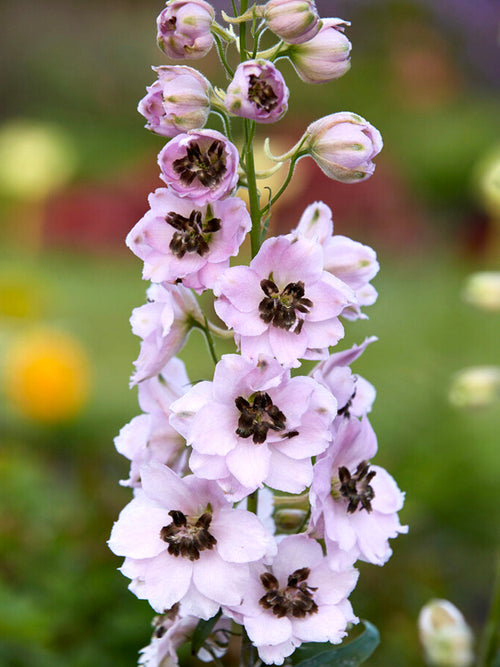 Delphinium Sky Sensation Ridderspoor