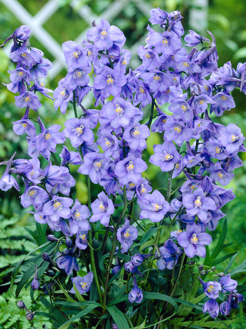 Delphinium West End Blue (Ridderspoor) vaste planten