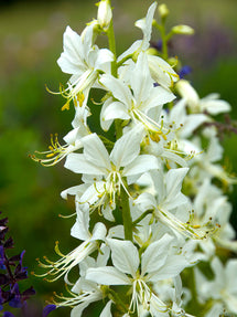 Dictamnus Albus Albiflorus (Vuurwerkplant)