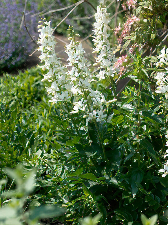 Dictamnus Albus Albiflorus (Vuurwerkplant) vaste planten