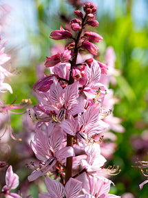 Dictamnus Albus (Vuurwerkplant)