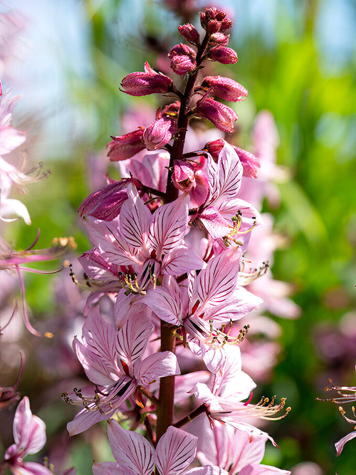 Dictamnus Albus (Vuurwerkplant)