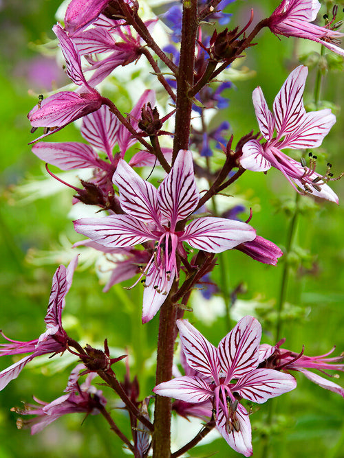 Dictamnus Albus Vuurwerkplant planten 