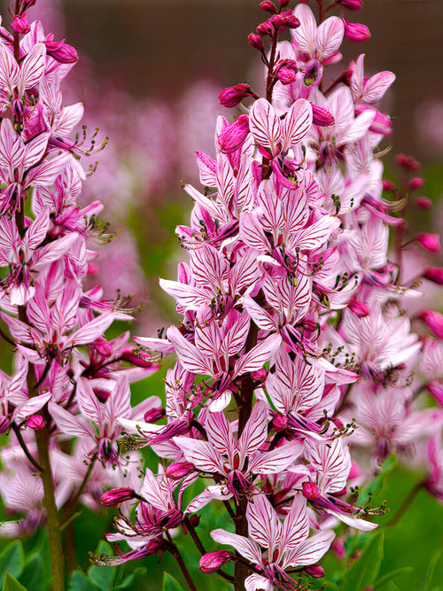 Dictamnus Albus (Vuurwerkplant) vaste planten