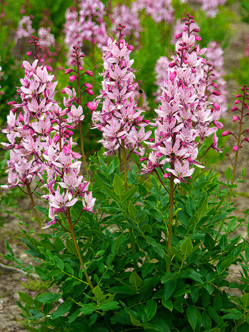 Dictamnus Albus (Vuurwerkplant) vaste planten bestellen