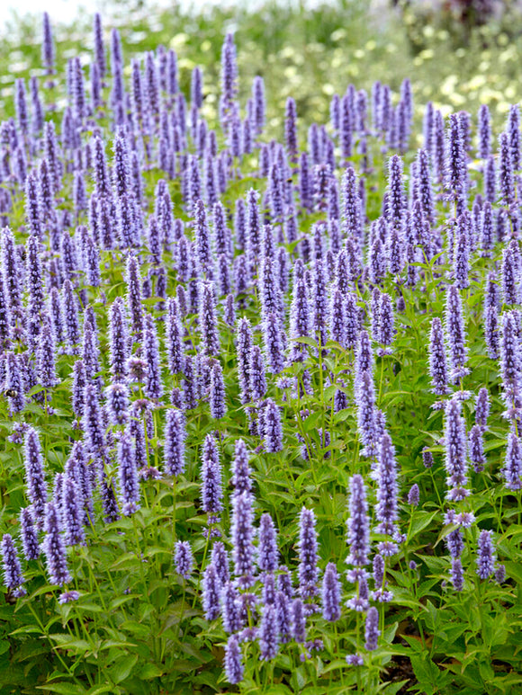 Dropplant - Agastache 'Blue Fortune'