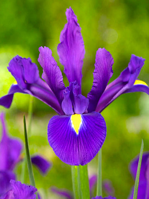 Dutch Iris Purple Sensation Bollen