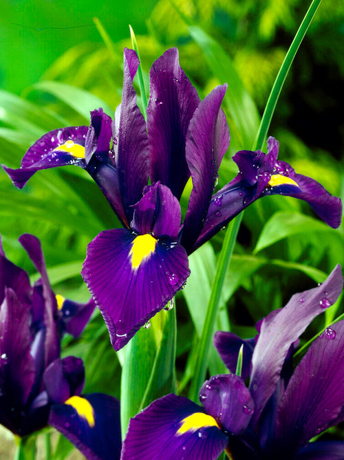 Kopen Dutch Iris Purple Sensation Bollen