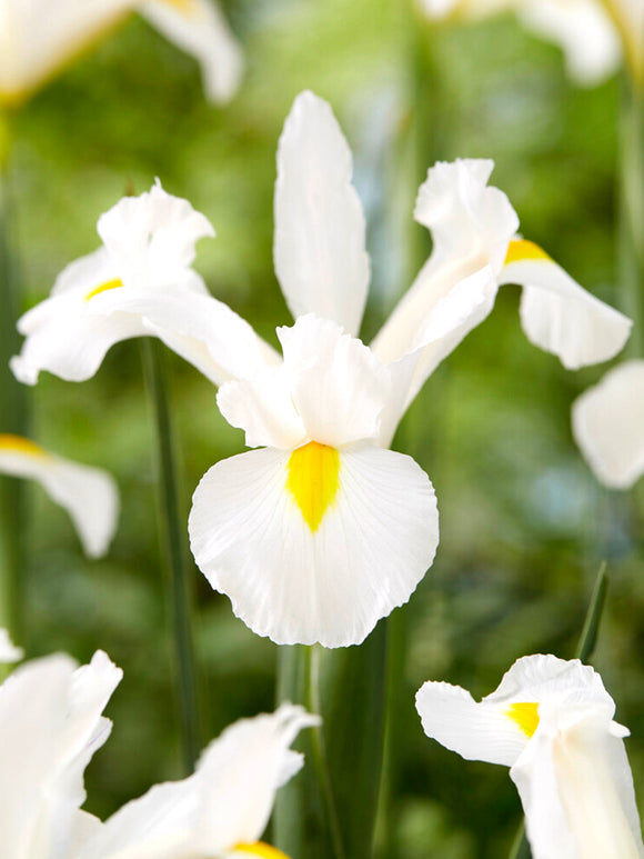 Dutch Iris White Excelsior - Dutch Iris Bollen