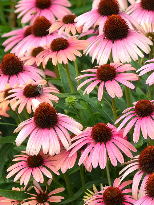 Echinacea Rainbow Marcella zonnehoed bestellen