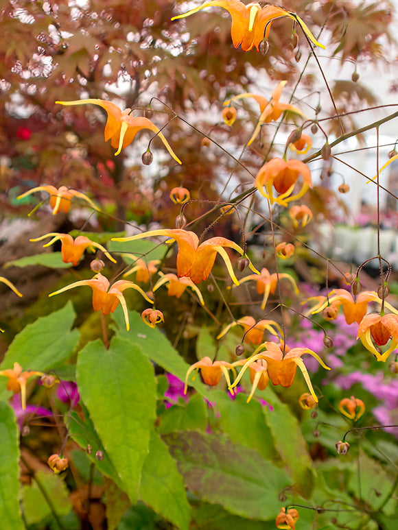 Epimedium (Elfenbloem) Amber Queen