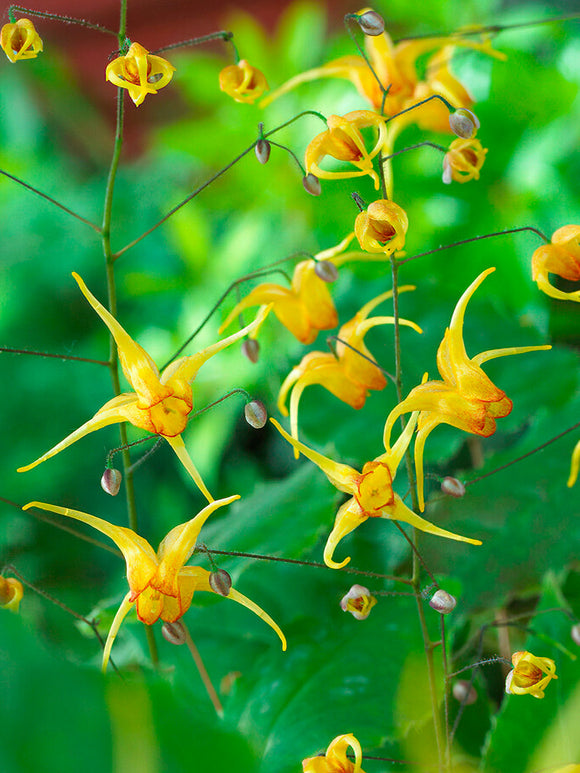 Epimedium (Elfenbloem) Amber Queen vaste planten