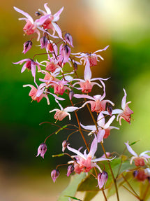 Epimedium (Elfenbloem) Pink Elf