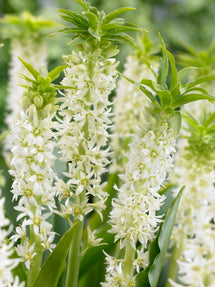 Eucomis	Autumnalis Wit