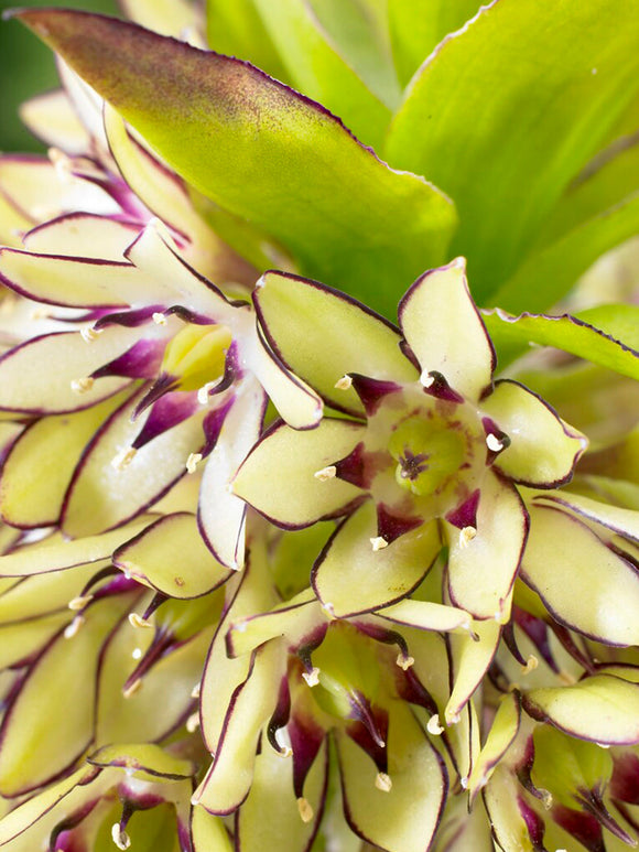 Eucomis Bicolor Kuiflelie ananasplant