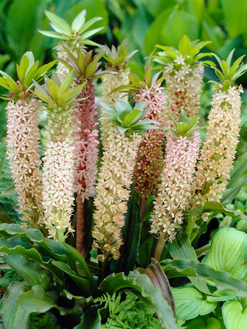 Eucomis	Comosa